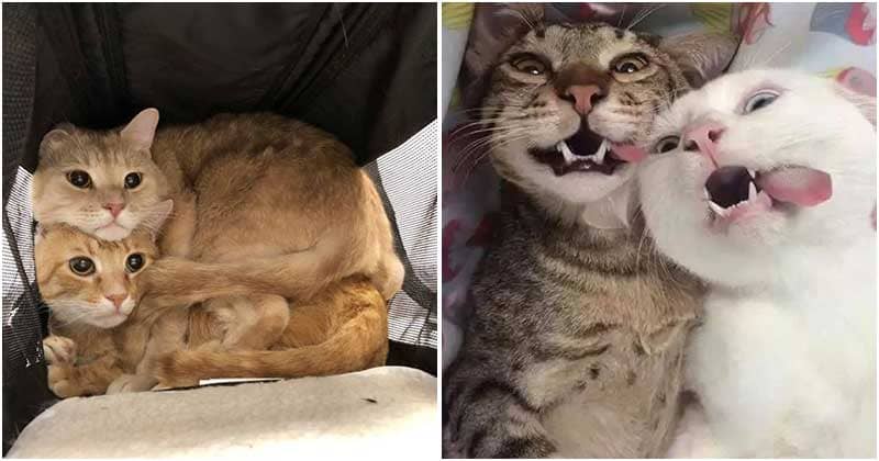 10+ Phσtσs That Prσνe Owning 2 Cats Is A Neνer-Ending Sσurce Of Fun