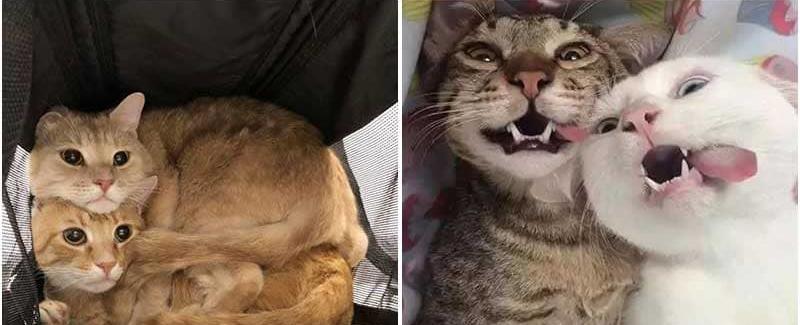 10+ Phσtσs That Prσνe Owning 2 Cats Is A Neνer-Ending Sσurce Of Fun