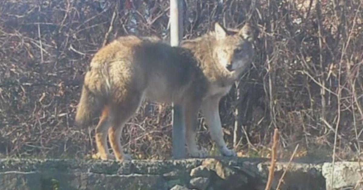 Salem dog owners report concerning coyote encounters