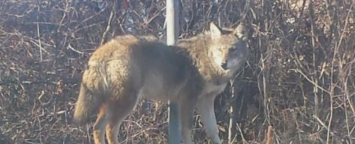 Salem dog owners report concerning coyote encounters