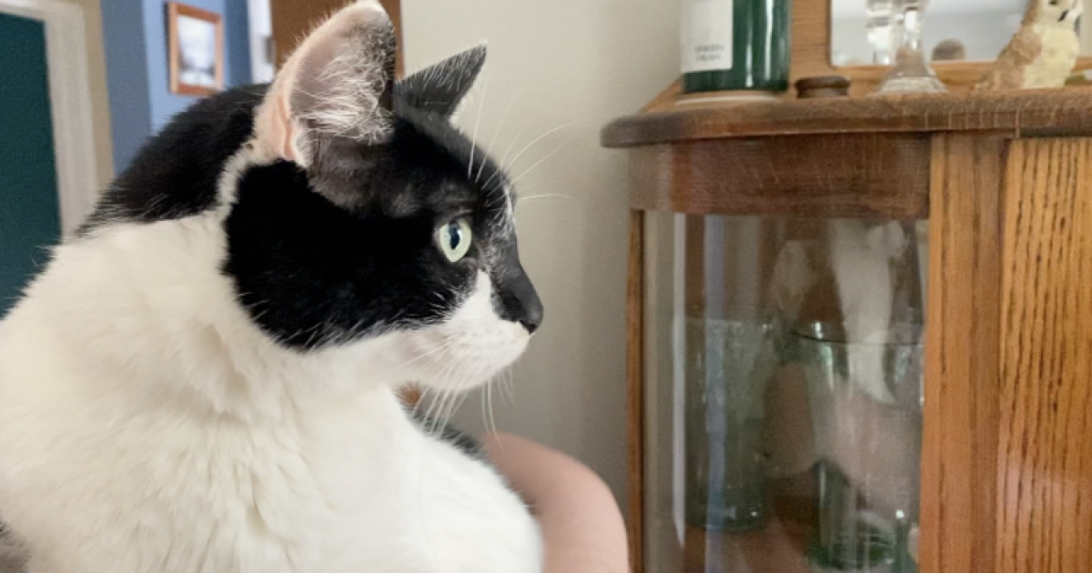 Cat safely found days after Walker apartment fire, couple now rebuilding