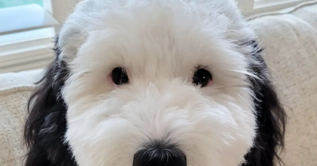 'Snoopy Is that You?': Adorable Dog Compared to 'Peanuts' Character