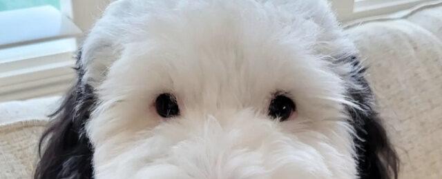 'Snoopy Is that You?': Adorable Dog Compared to 'Peanuts' Character