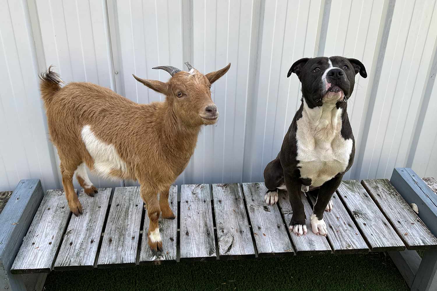 Dog and Goat Best Friends Find Home Together in North Carolina