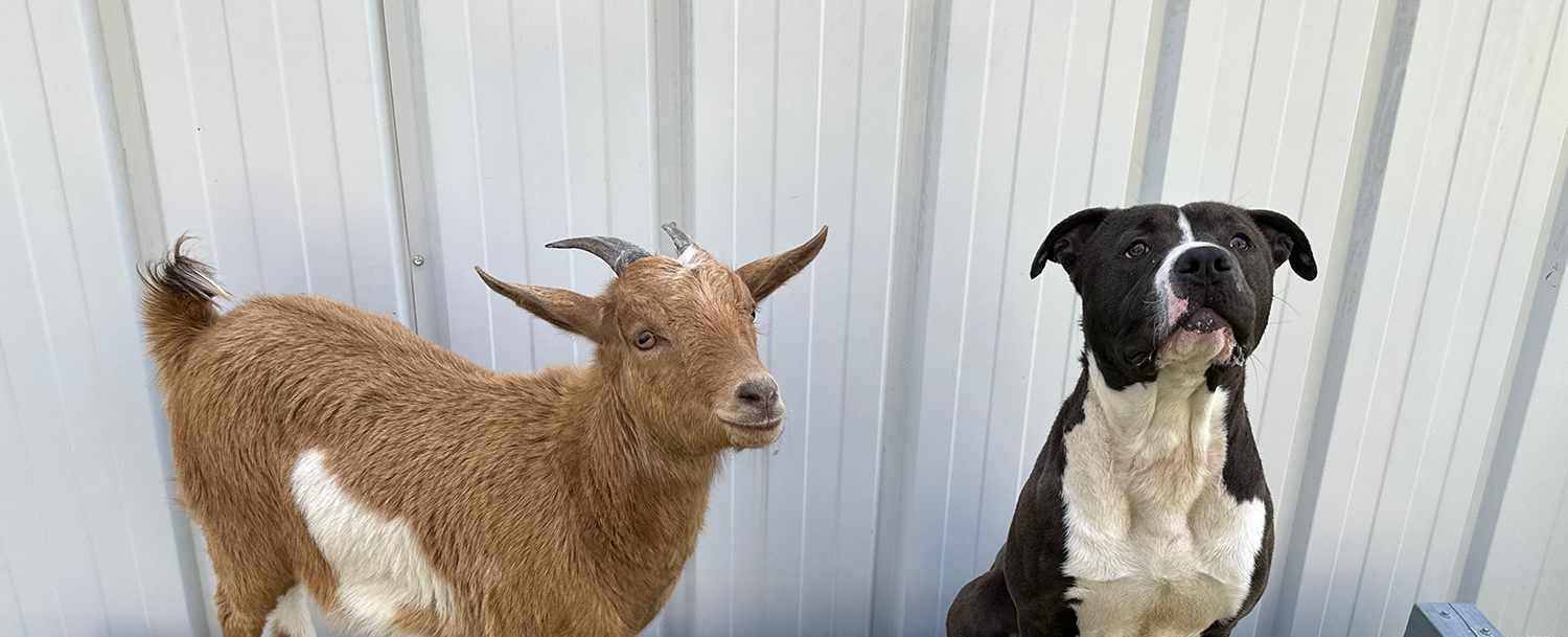 Dog and Goat Best Friends Find Home Together in North Carolina
