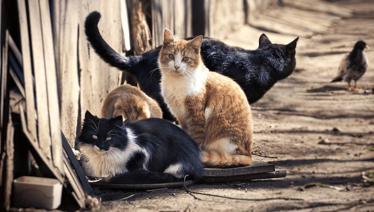 New Zealand Hunting Competition Challenges Children To Kill Feral Cats