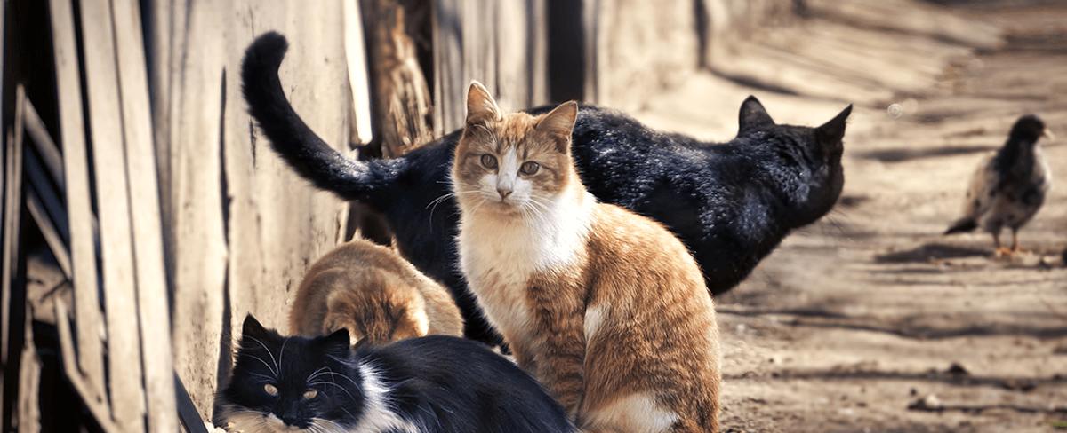 New Zealand Hunting Competition Challenges Children To Kill Feral Cats