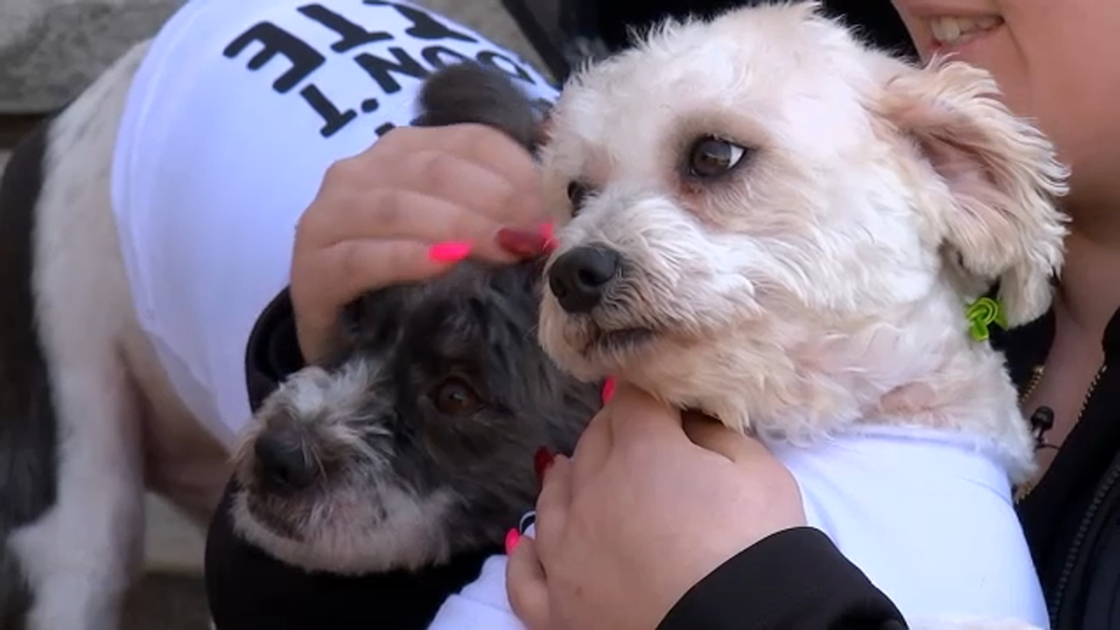 Video shows letter carrier pepper-spraying defenseless dogs