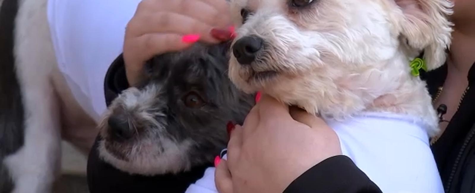 Video shows letter carrier pepper-spraying defenseless dogs