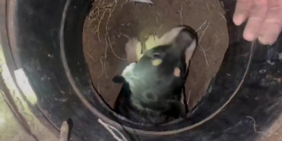 WATCH: Firefighters rescue 4 dogs from storm drain