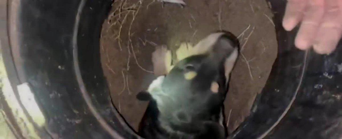 WATCH: Firefighters rescue 4 dogs from storm drain