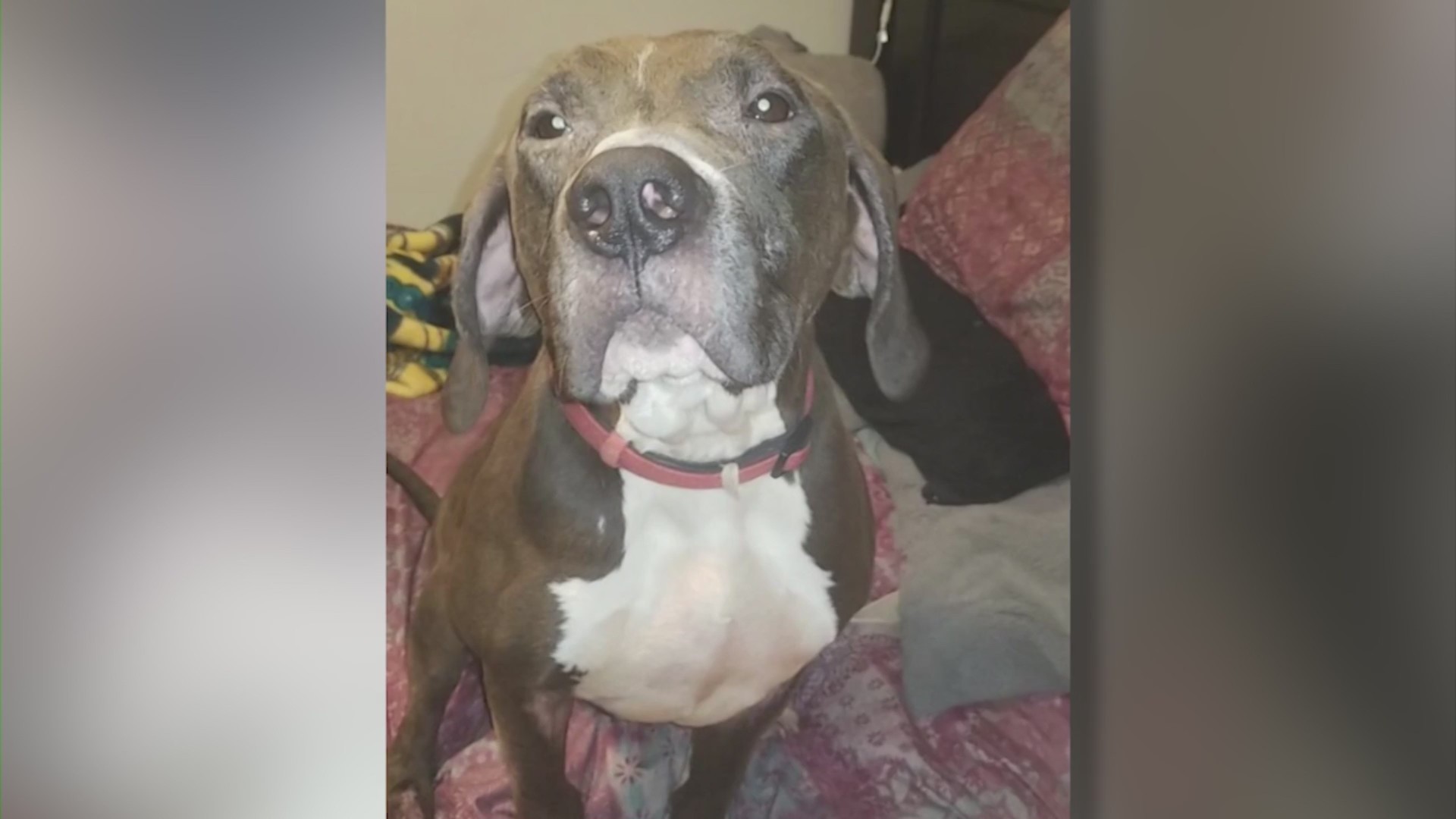 Years later, Unleashed Pet Rescue still has KCK family’s dog