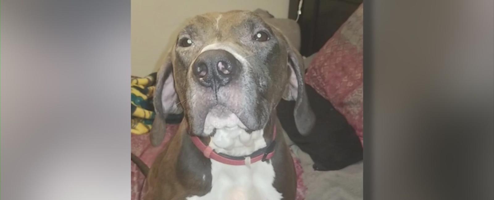 Years later, Unleashed Pet Rescue still has KCK family’s dog