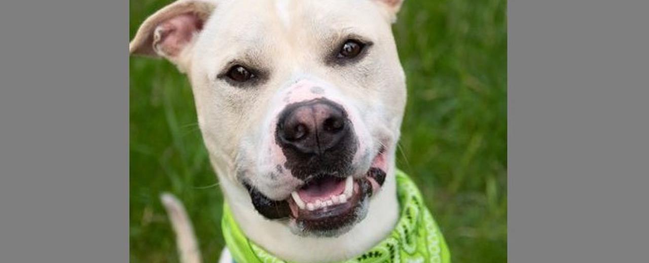 Meet the CNYSPCA Pet of the Week: Enzo