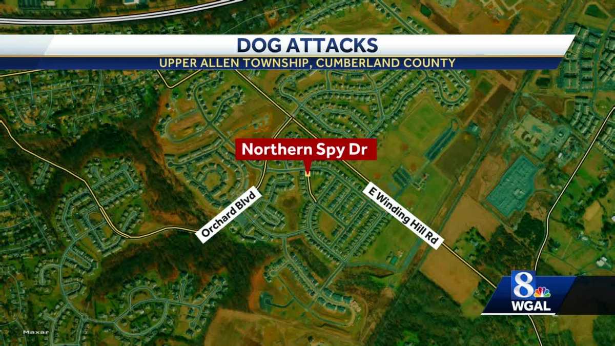 Cumberland County dog attacks leaves 2 people, 2 dogs injured