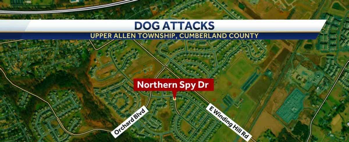 Cumberland County dog attacks leaves 2 people, 2 dogs injured