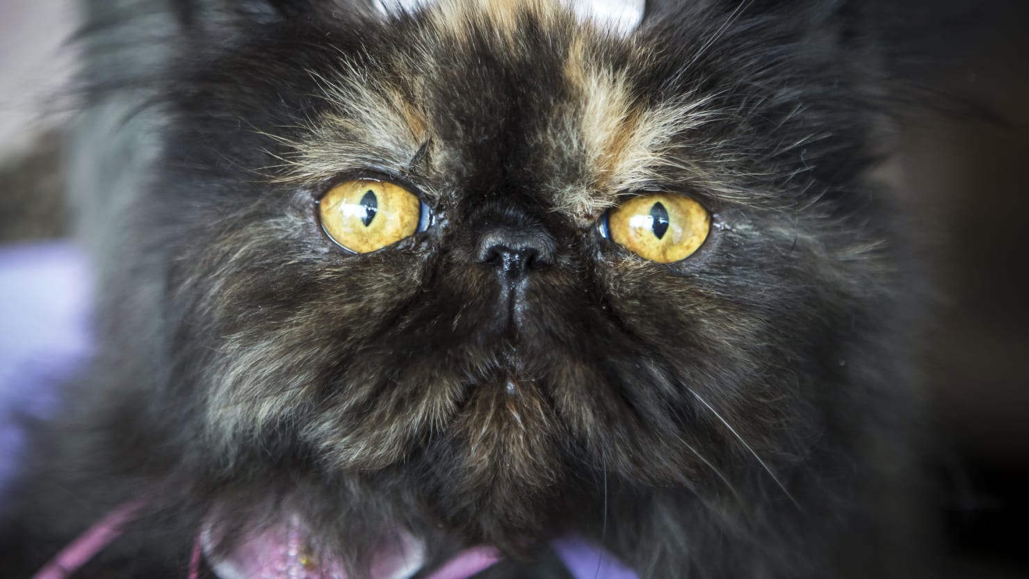 Australian Influencer Emma Claiir Apologizes for Killing Two Cats as a Kid