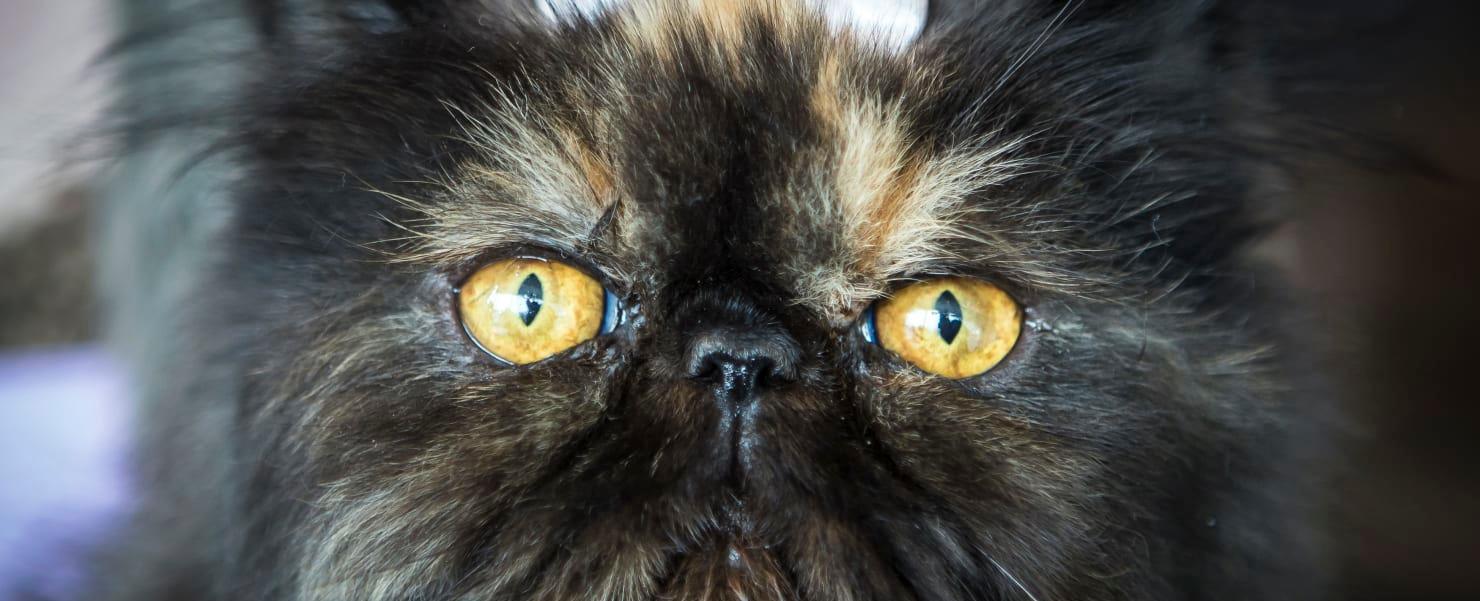 Australian Influencer Emma Claiir Apologizes for Killing Two Cats as a Kid