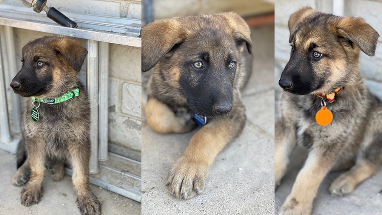 Meet Blaze, Smokey & Flame: Puppies rescued from Phoenix house fire looking for homes