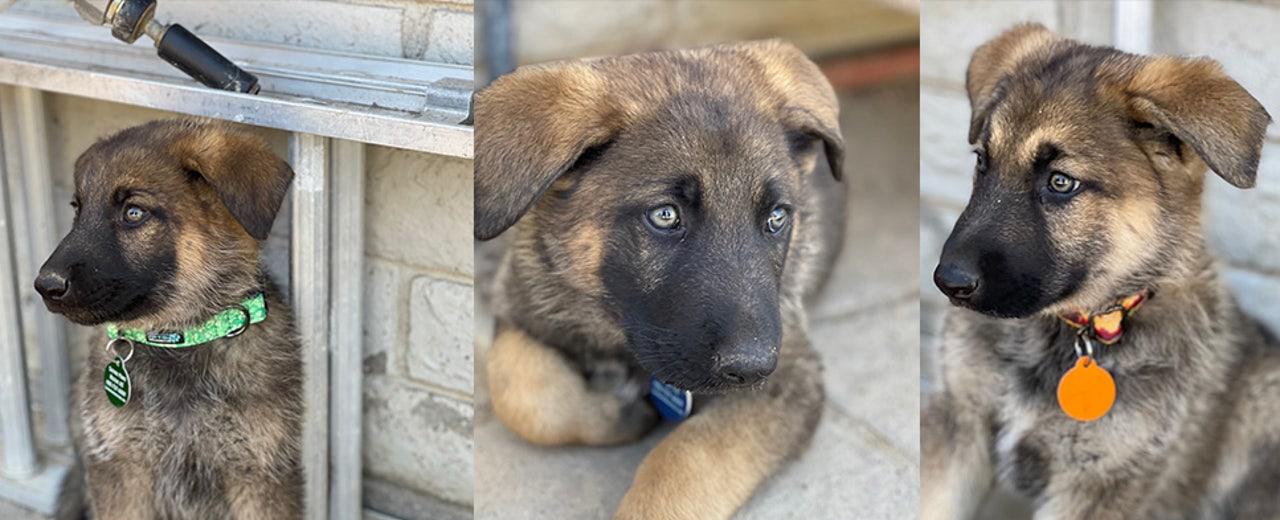 Meet Blaze, Smokey & Flame: Puppies rescued from Phoenix house fire looking for homes