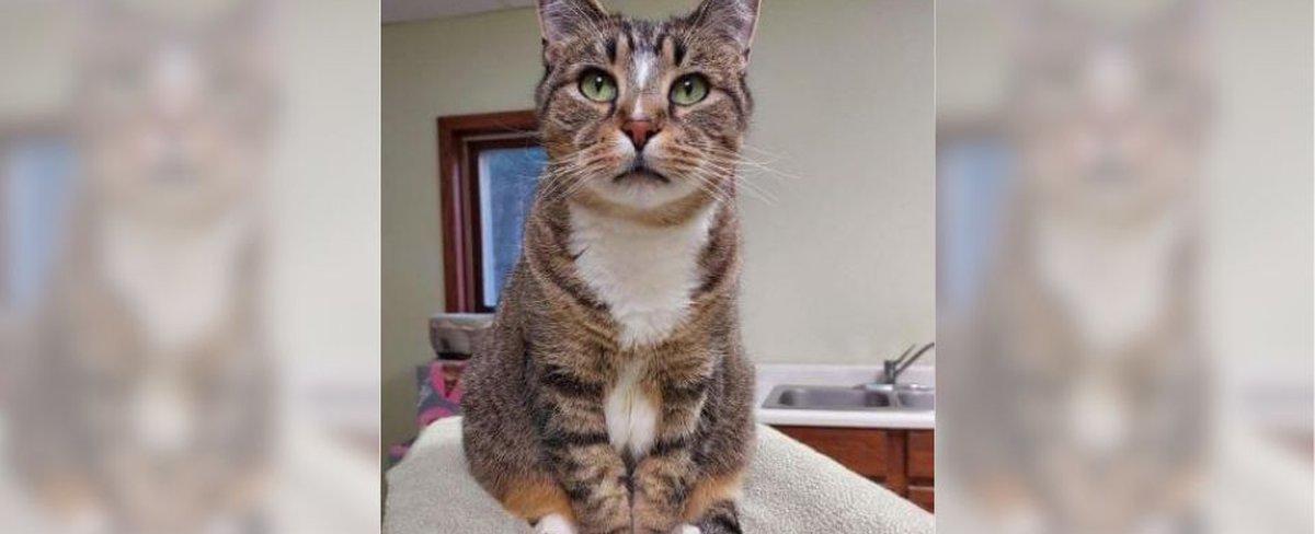 Cat living at shelter for 8 years in search of right home