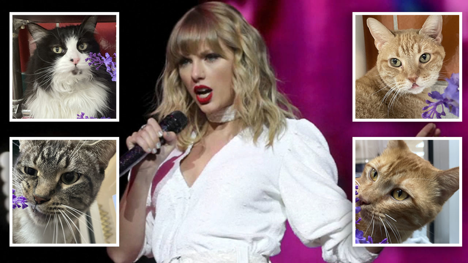 Houston Humane Society drops cat adoption price to Taylor Swift's lucky number in honor of Eras Tour stop at NRG Stadium