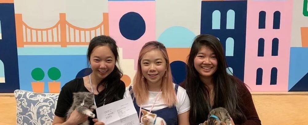 Adoptable kitty lounge Mini Cat Town brings snuggles and purrs to Santa Rosa Plaza