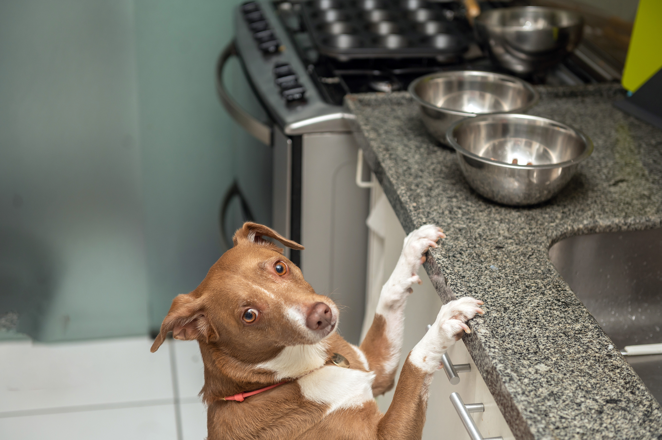 Laughter as Dog With 'FOMO' Joins Cats for Breakfast on Counter