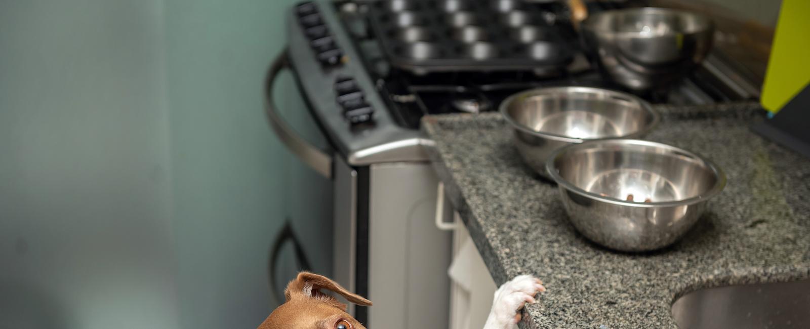 Laughter as Dog With 'FOMO' Joins Cats for Breakfast on Counter