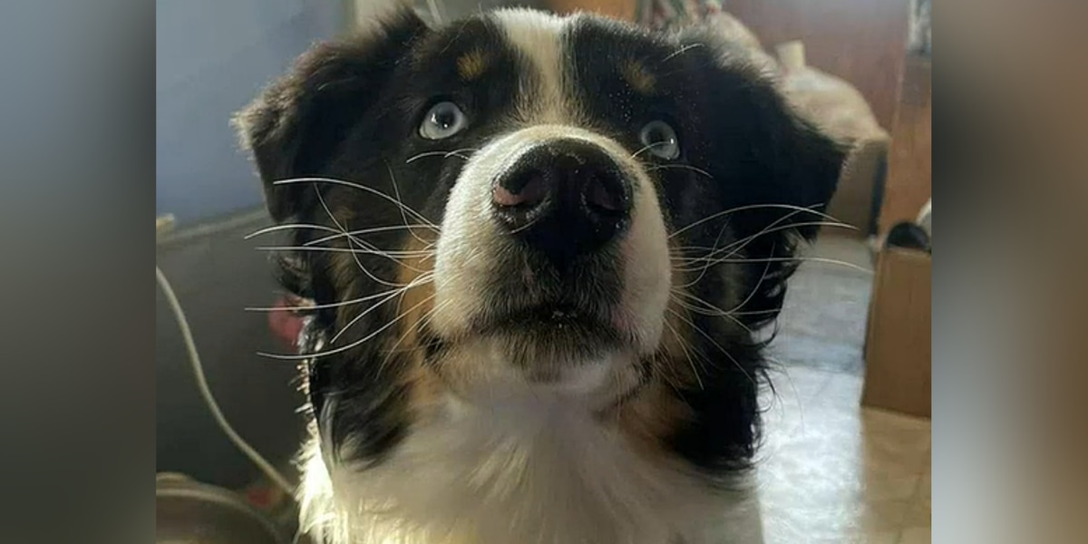 Dog lost on Bering Sea ice for a month found alive and well 150 miles away