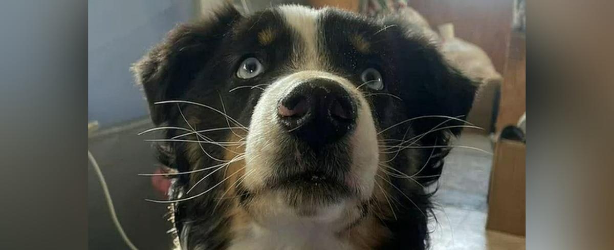 Dog lost on Bering Sea ice for a month found alive and well 150 miles away