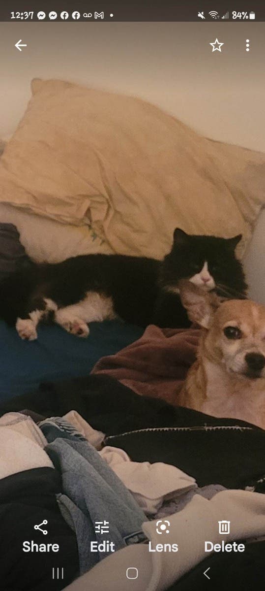 This cat is missing for a month. Delvale and Holabitd Avenue....