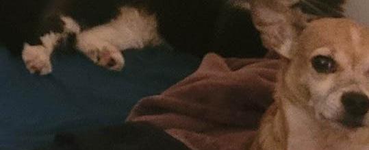 This cat is missing for a month. Delvale and Holabitd Avenue....