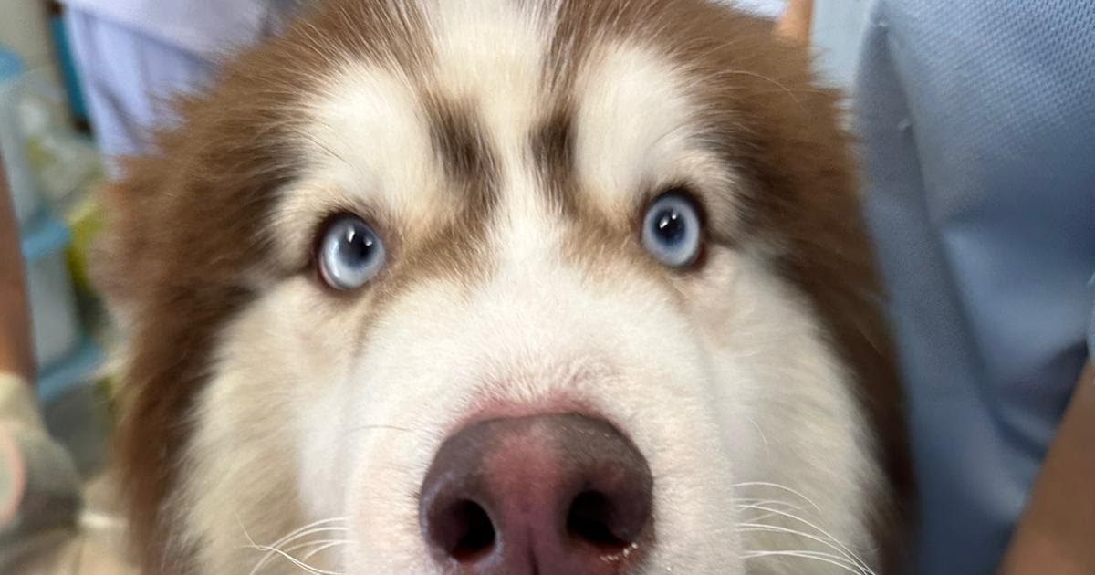 Thurs 27th April: Still more dogs coming in