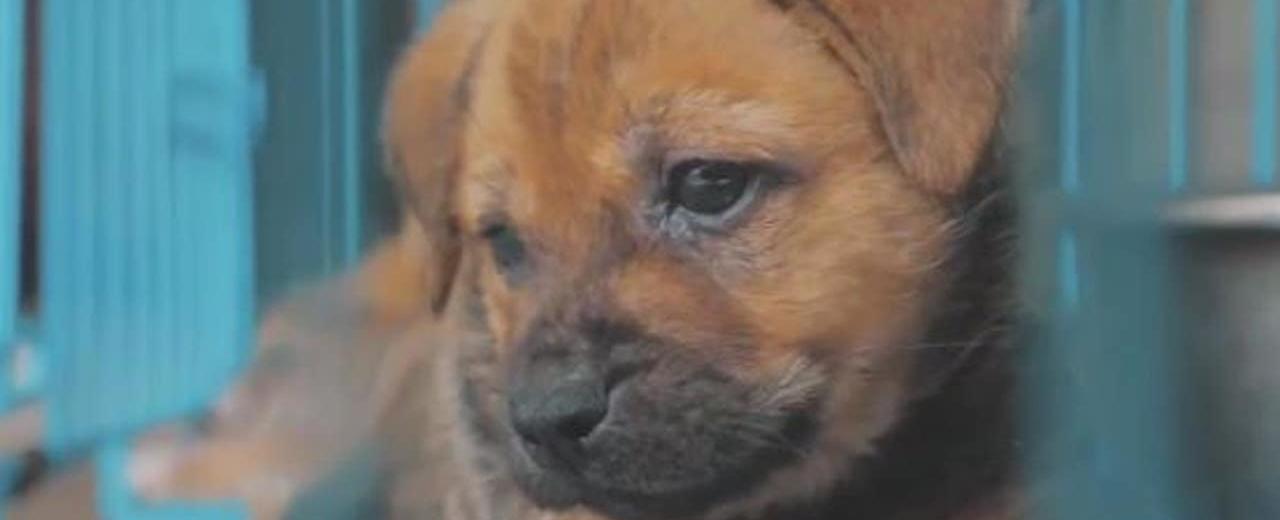 Bill could crack down on WA pet stores who source dogs from out-of-state puppy mills