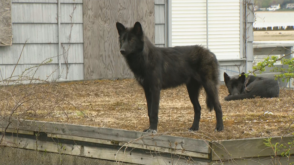 Warwick mayor says 'black coyotes' are pet dogs with unique mix