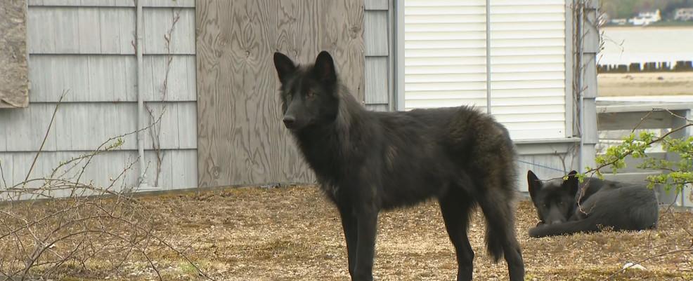 Warwick mayor says 'black coyotes' are pet dogs with unique mix