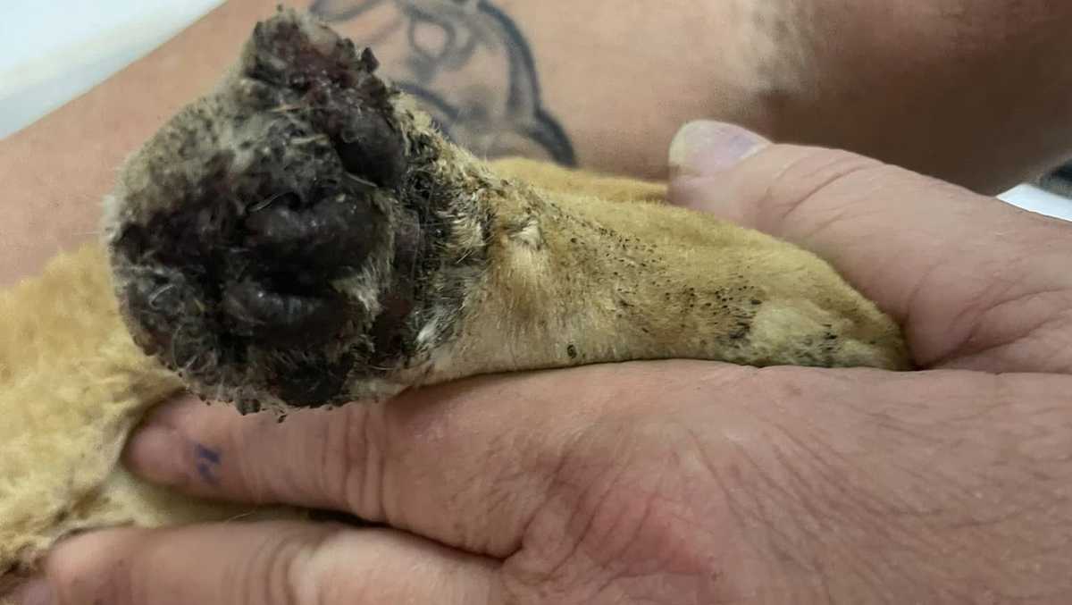 Cat found with burns in Ruffs Dale, Westmoreland County