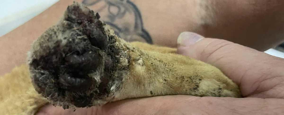 Cat found with burns in Ruffs Dale, Westmoreland County