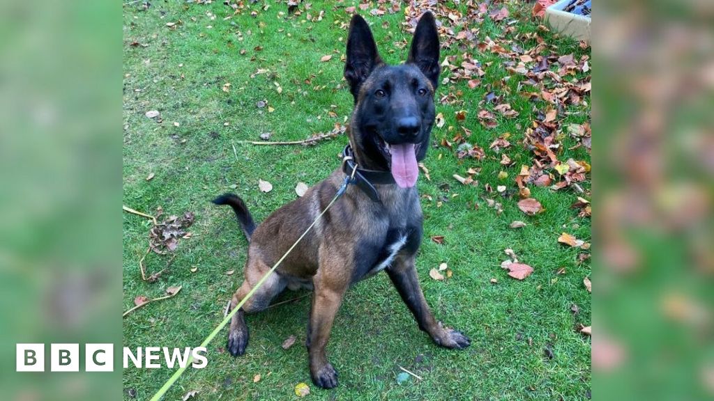 Abandoned pet becomes award-winning South Yorkshire Police dog