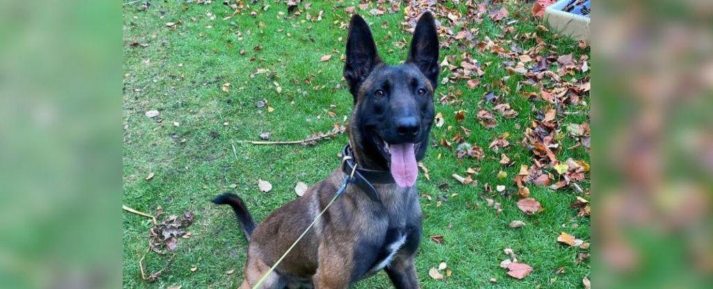 Abandoned pet becomes award-winning South Yorkshire Police dog
