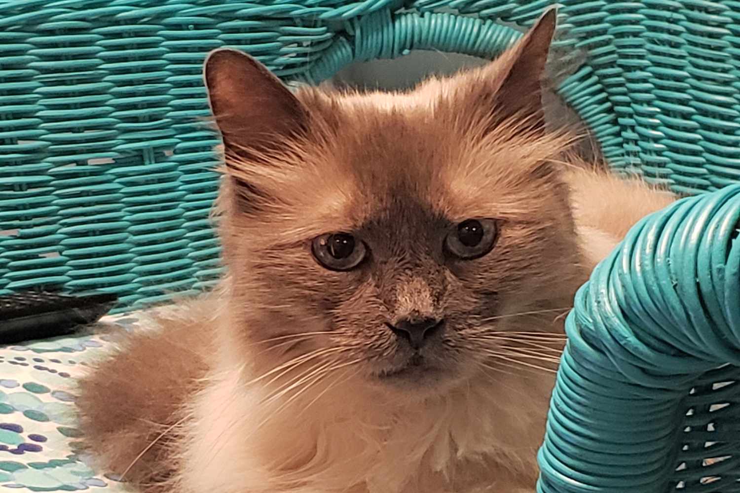 Cat Brought to Vet to Be Euthanized Get Adopted into New Home