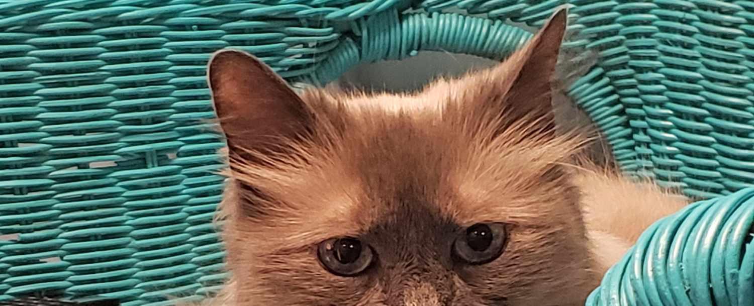 Cat Brought to Vet to Be Euthanized Get Adopted into New Home