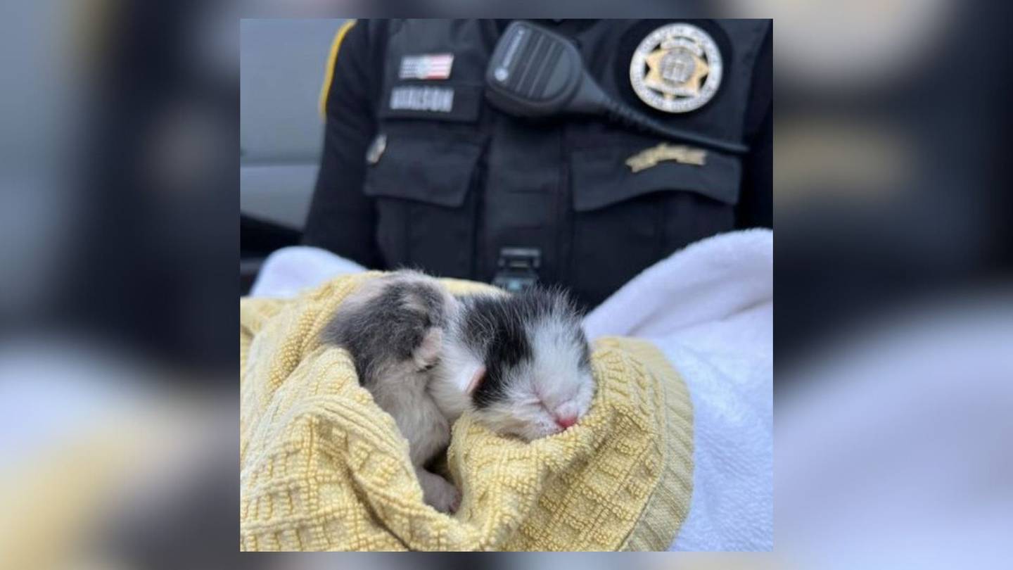 2 kittens rescued after being thrown outside car window in Gwinnett County