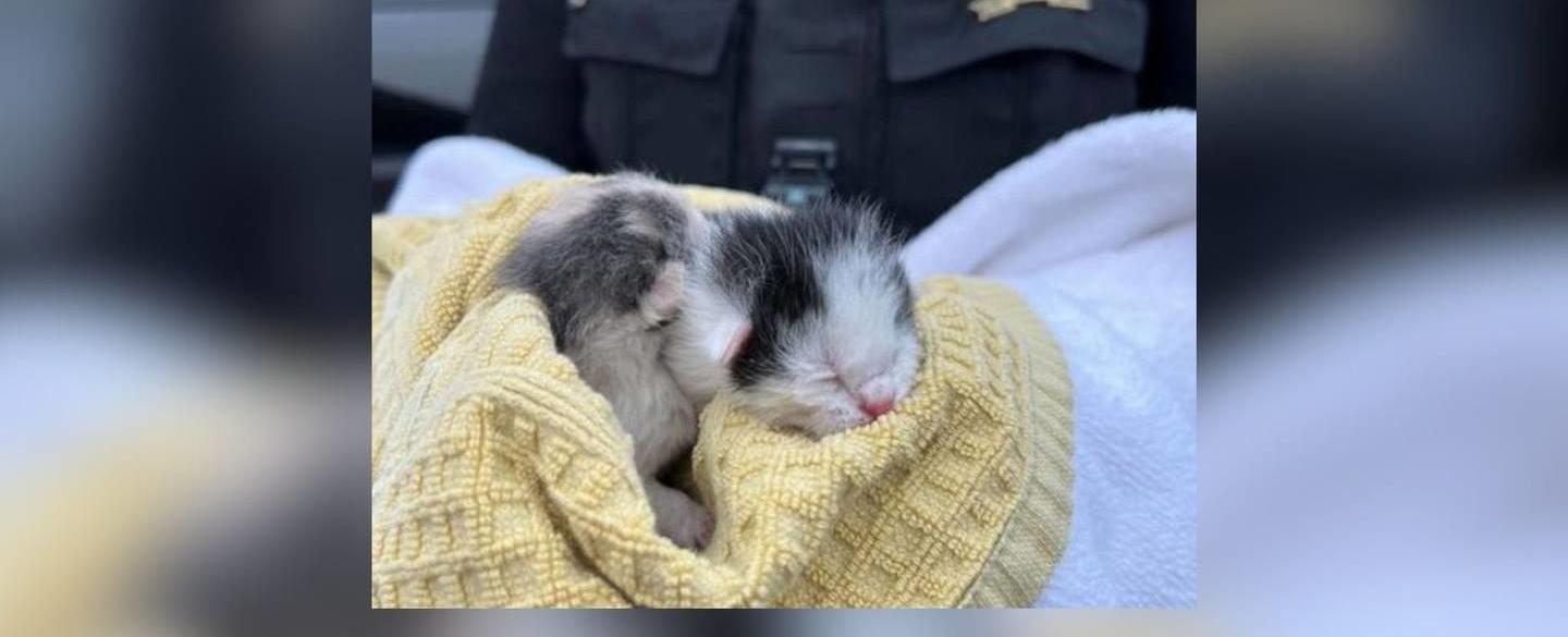 2 kittens rescued after being thrown outside car window in Gwinnett County