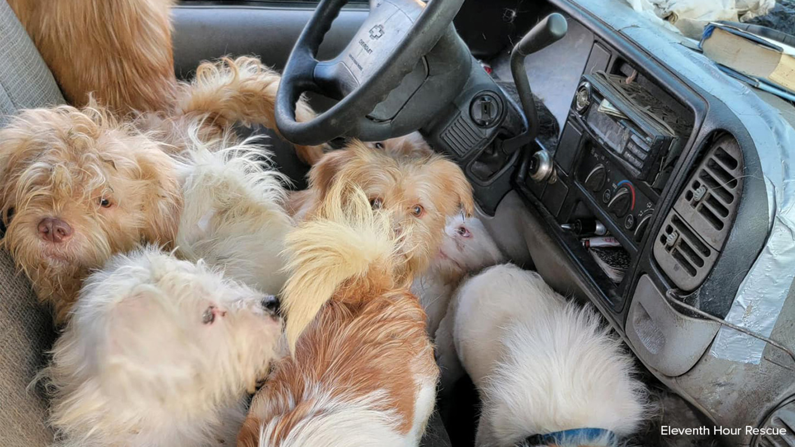 90 cats and dogs, at least 40 dead, found in abandoned pickup truck in New Jersey