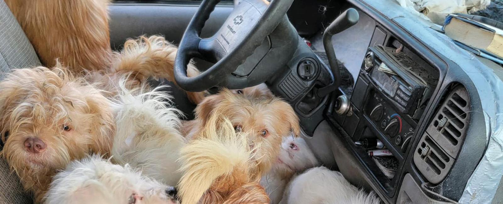 90 cats and dogs, at least 40 dead, found in abandoned pickup truck in New Jersey