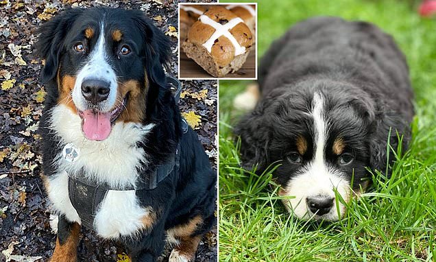 Warning for pet owners as dog nearly dies from eating hot cross bun