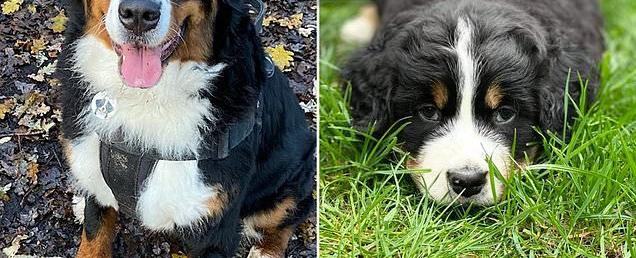 Warning for pet owners as dog nearly dies from eating hot cross bun