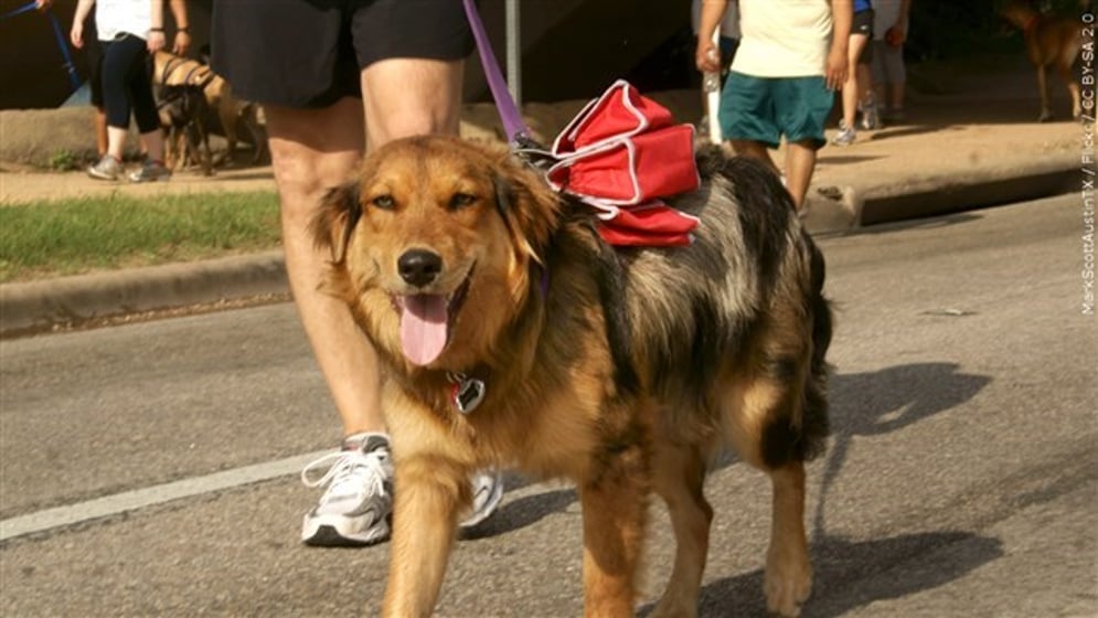 Forbes ranks Wichita the 4th best city for pet owners